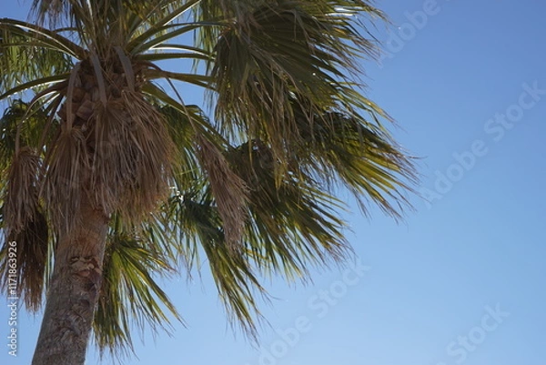 Obraz 青空に映えるヤシの木