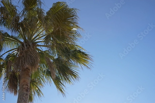 Fototapeta 青空に映えるヤシの木