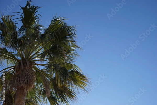 Obraz 青空に映えるヤシの木