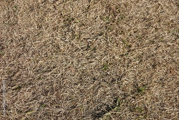 Obraz 枯れた芝生