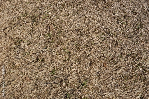 Obraz 枯れた芝生