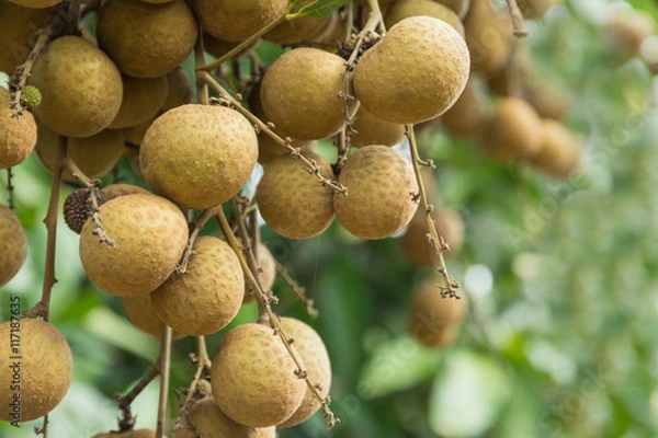 Obraz Beautiful fruit