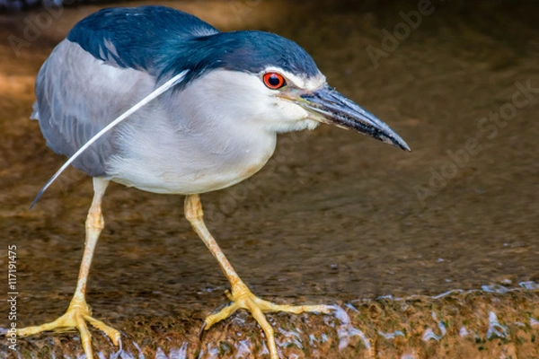 Obraz 獲物を狙うアオサギ