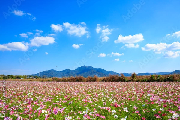 Fototapeta 金峰山とコスモス
