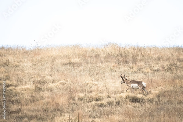 Fototapeta A pronghorn standing in grasslands on a hillside