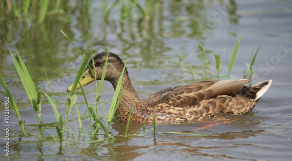 Obraz Ducks on river Labe in summer