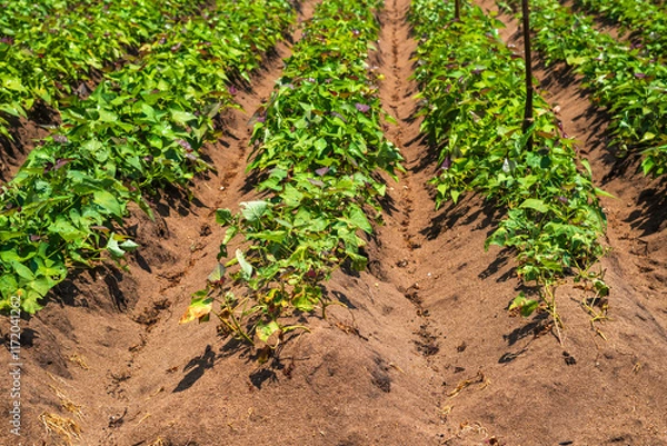 Obraz Sweet potato tree in farm fields