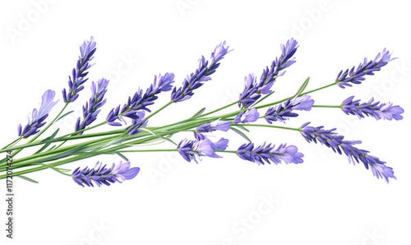 Obraz Lavender sprig isolated on black background.