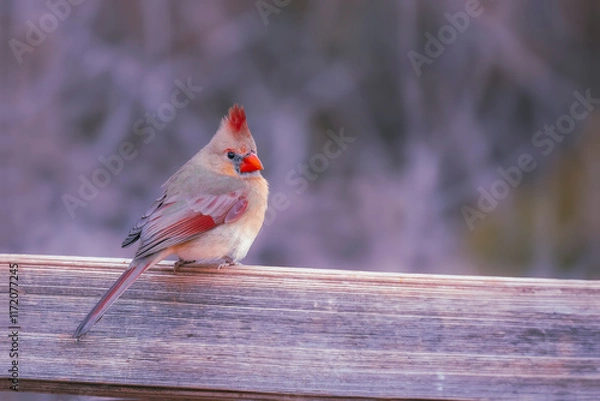 Obraz robin in winter