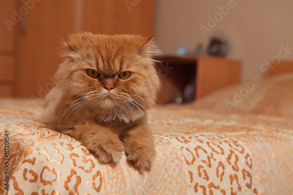 Obraz Red cat lying on the sofa.