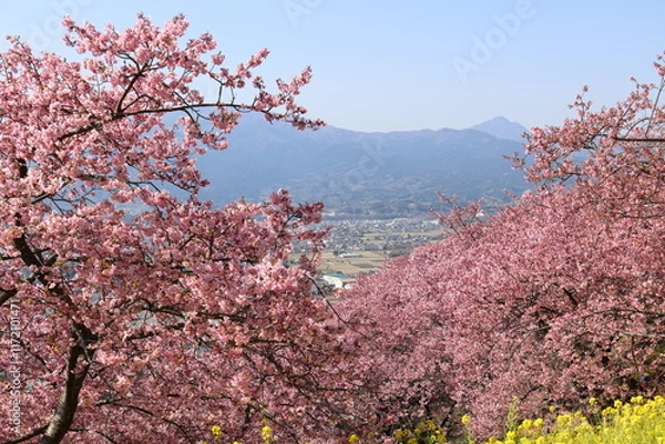 Obraz 河津桜
