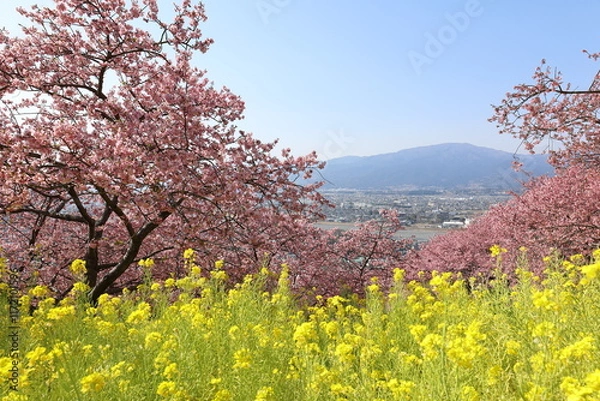 Obraz 河津桜と菜の花
