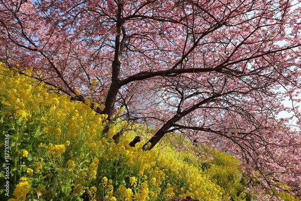 Obraz 河津桜と菜の花
