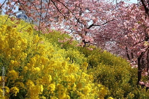 Obraz 河津桜と菜の花
