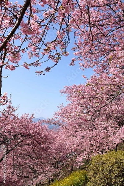 Obraz 河津桜
