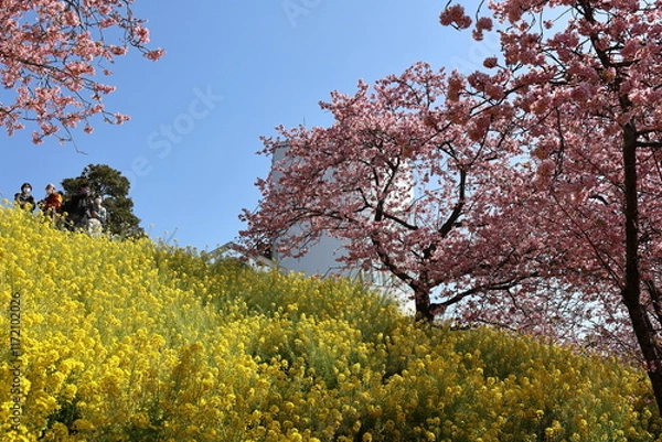 Obraz 河津桜と菜の花

