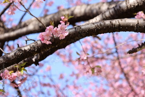 Fototapeta 河津桜
