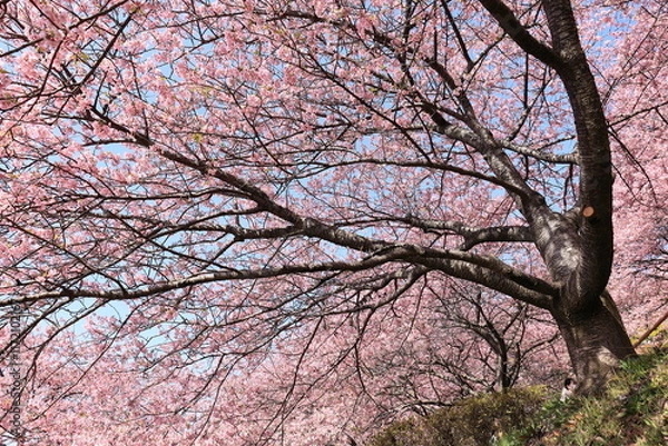 Obraz 河津桜
