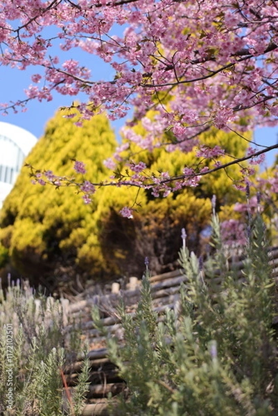 Obraz 河津桜と菜の花
