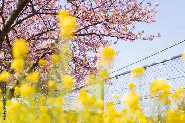 Obraz 河津桜と菜の花
