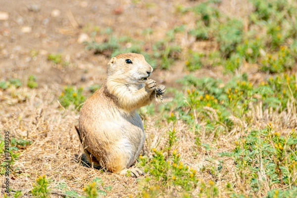 Obraz Black-tailed Praire Dog