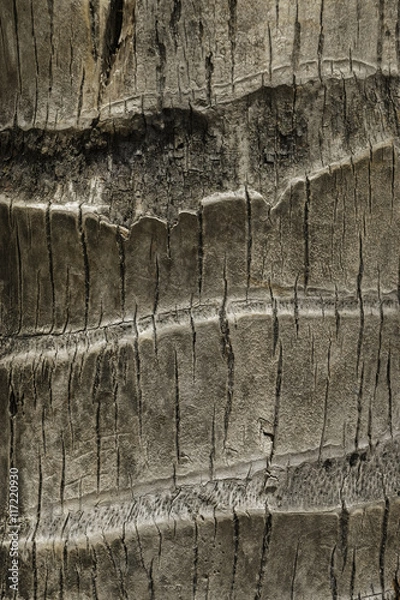 Fototapeta surface coconut trunk background texture