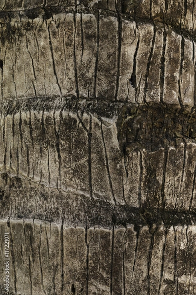 Fototapeta surface coconut trunk background texture