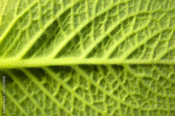 Obraz Macro photo of fresh green leaf texture of Indian borage, Country borage (Botanical name - Plectranthus amboinicus).