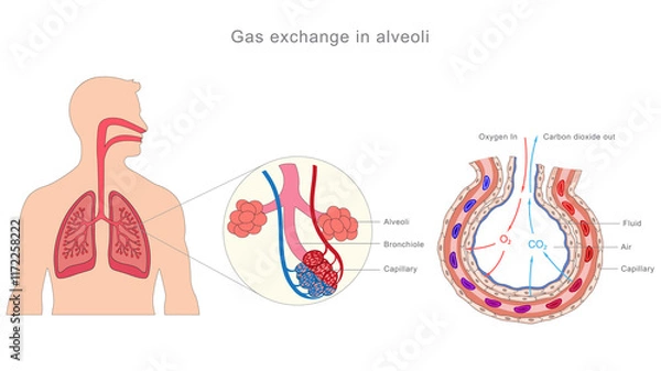 Fototapeta Alveoli enable oxygen uptake and carbon dioxide removal via diffusion across thin walls in lungs