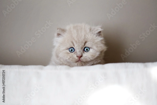 Obraz portrait of british kitten