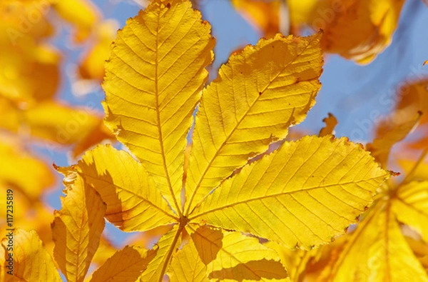 Fototapeta close up of yellow leaf on maple tree at fall