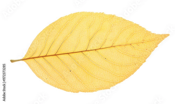 Obraz Single yellow autumn leaf isolated on black background.
