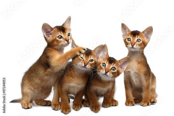 Fototapeta Four Cute Abyssinian Kitten Sitting and Curious Looking in Camera on Isolated White Background, Front view, Playful cat family
