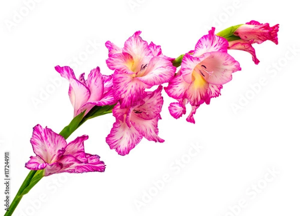 Obraz Beautiful pink gladiolus isolated on white background