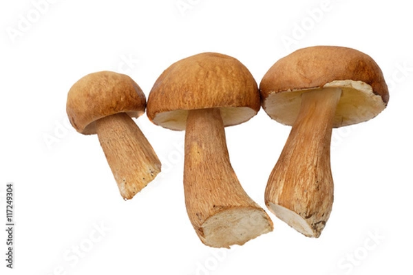 Fototapeta Porcini mushrooms Boletus edulis or penny bun isolated on white
