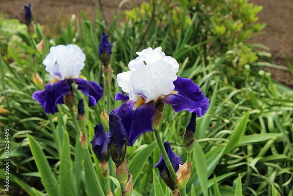 Obraz ジャーマンアイリス