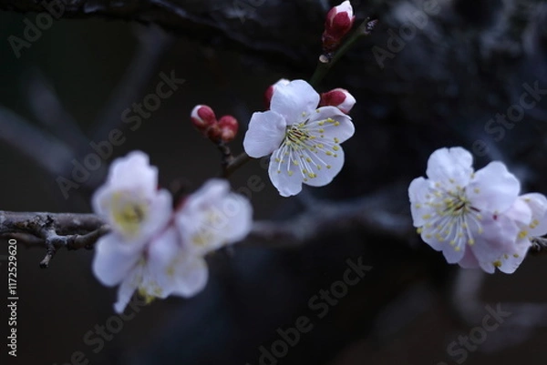 Fototapeta 寒さに耐え気品よく咲く