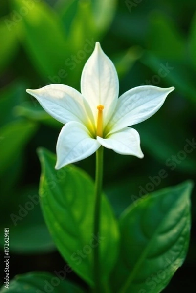 Obraz A Single Vanilla Flower on a Green Leafy Stem, stem, branch, garden