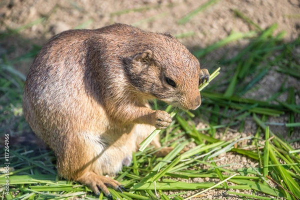 Obraz 食事中のプレーリードッグ