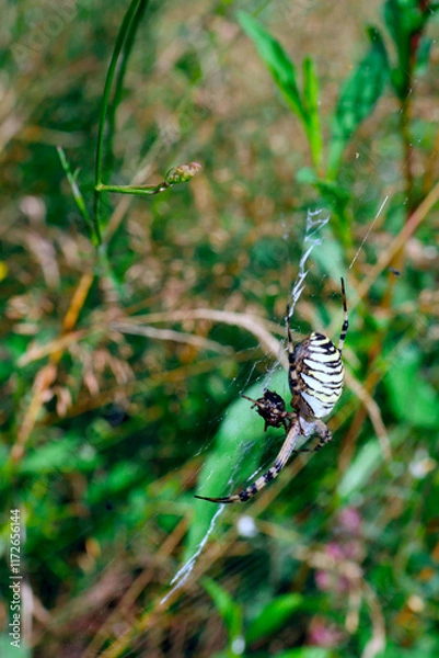Obraz Tygrzyk paskowany (Argiope bruennichi) jest pięknym ptakiem którego ubarwienie jest podobne do futra tygrysa.