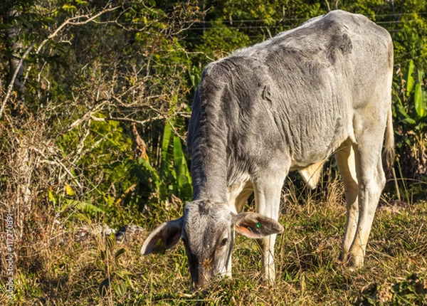 Fototapeta Bezerro.
