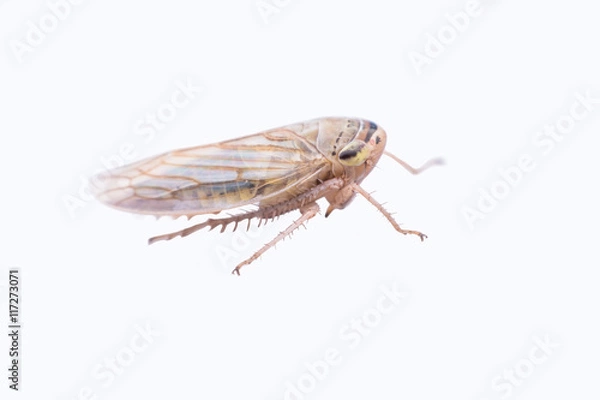 Obraz Brown planthopper isolated on white background