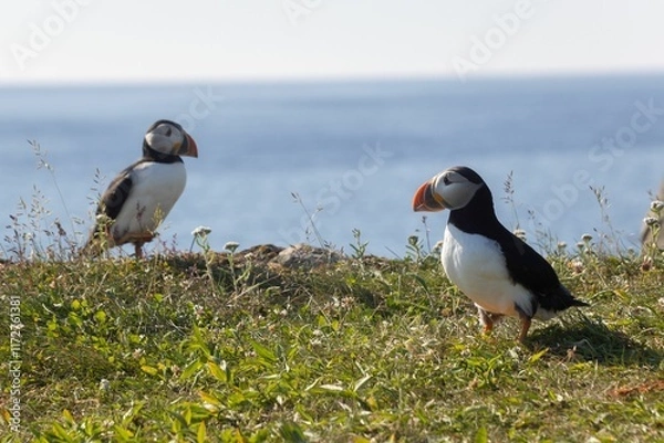 Fototapeta Puffins on a grassy cliff by the ocean.