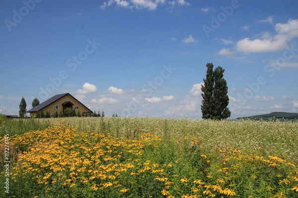 Fototapeta 美瑛の丘から見た美しい風景