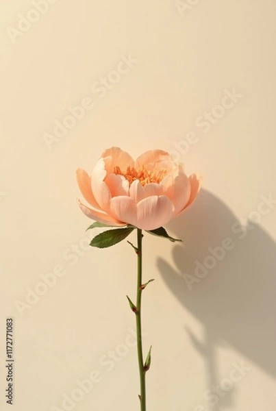Fototapeta Peach Peony Bloom Casting Shadow on Neutral Background.