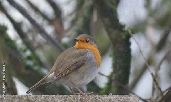 Fototapeta Rotkehlchen
