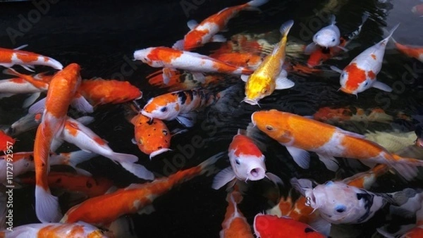 Obraz Top view of fancy Koi fish or Japanese Koi carp swimming freely in the healthy pond