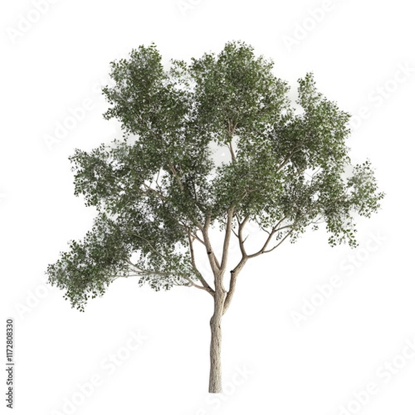 Fototapeta Eucalyptus Tree: A realistic shot of a towering eucalyptus tree with vibrant green foliage and a textured trunk, against a clear background. Evoking a sense of the great outdoors.