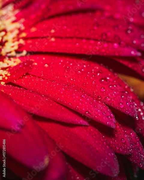 Fototapeta Red flower with water drops