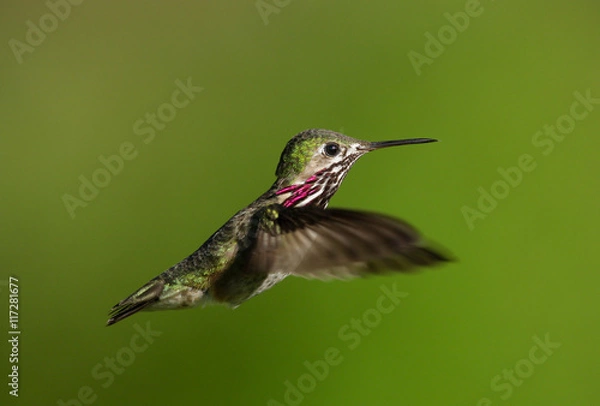 Obraz Calliope Hummingbird